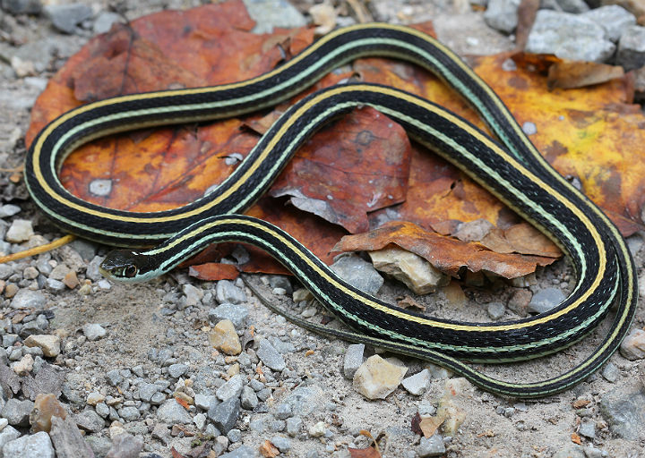 Western Ribbon Snake